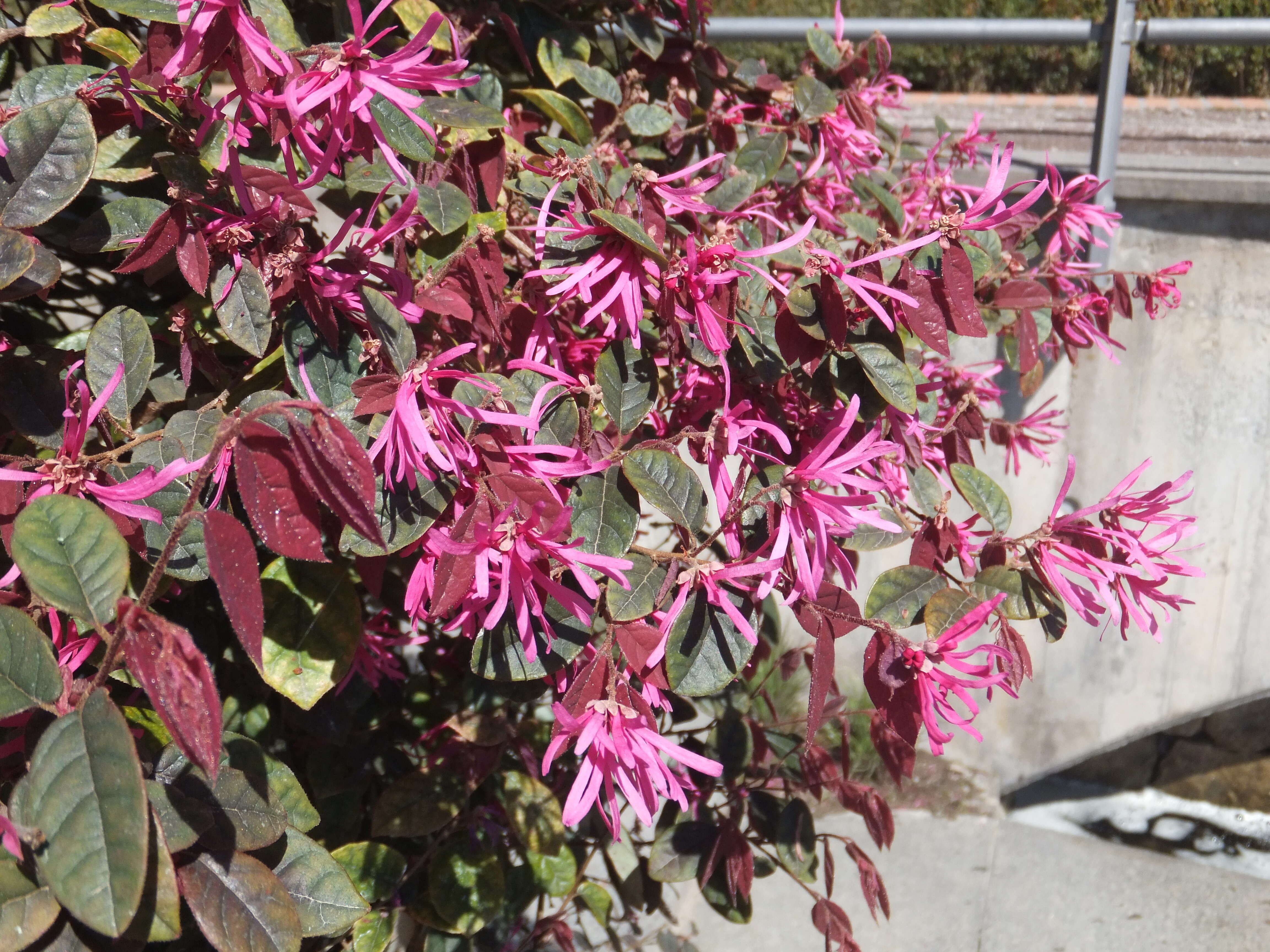 صورة Loropetalum chinense (R. Br.) Oliv.