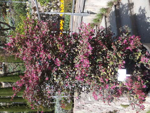 صورة Loropetalum chinense (R. Br.) Oliv.