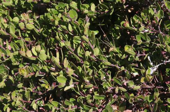 Image of Arctostaphylos uva-ursi subsp. uva-ursi