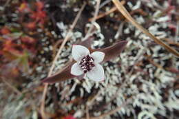 Image of Bunchberry