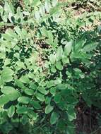 Image of shining false indigo