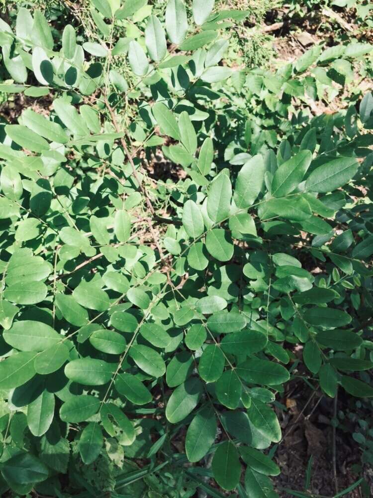 Image of shining false indigo