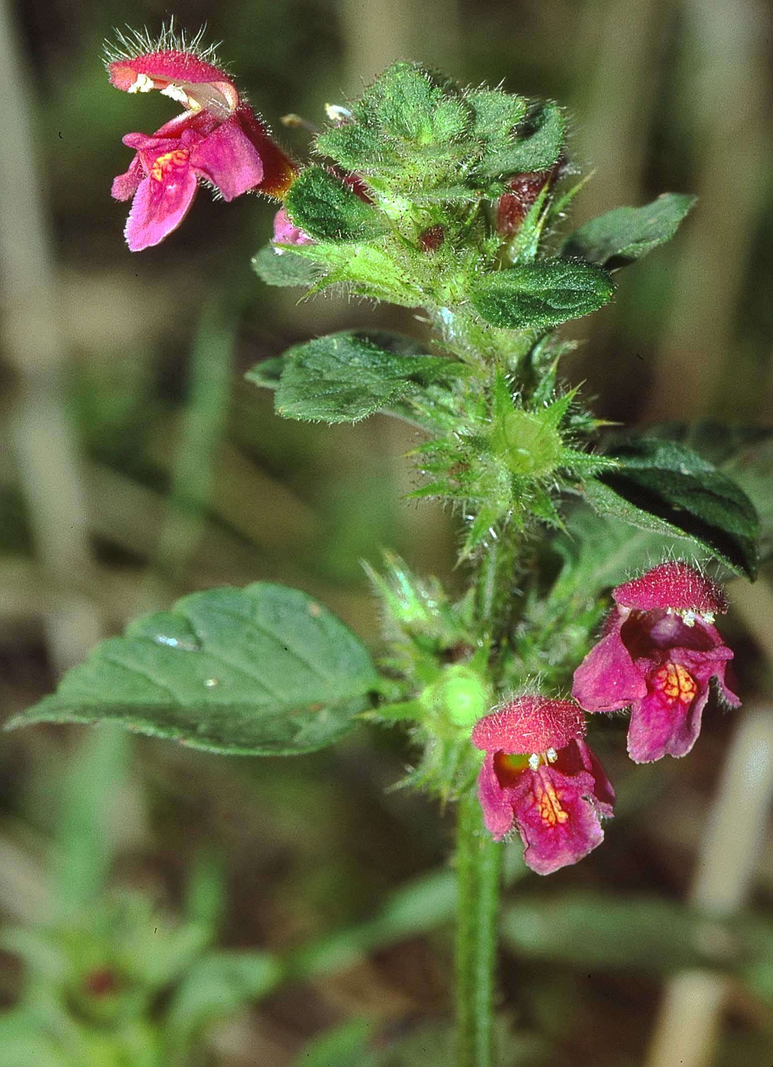 Image of Downy Hemp Nettle