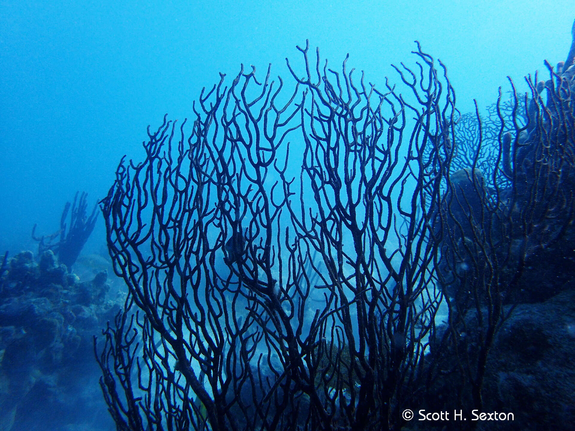 Image of Black Sea fan