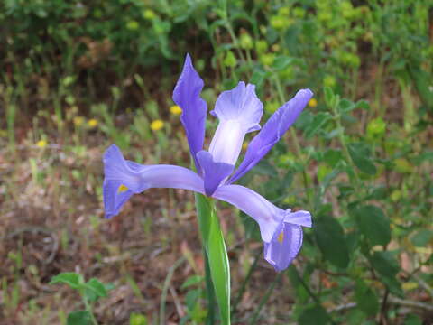 Image of Spanish iris