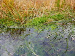 Image of toothed sphagnum