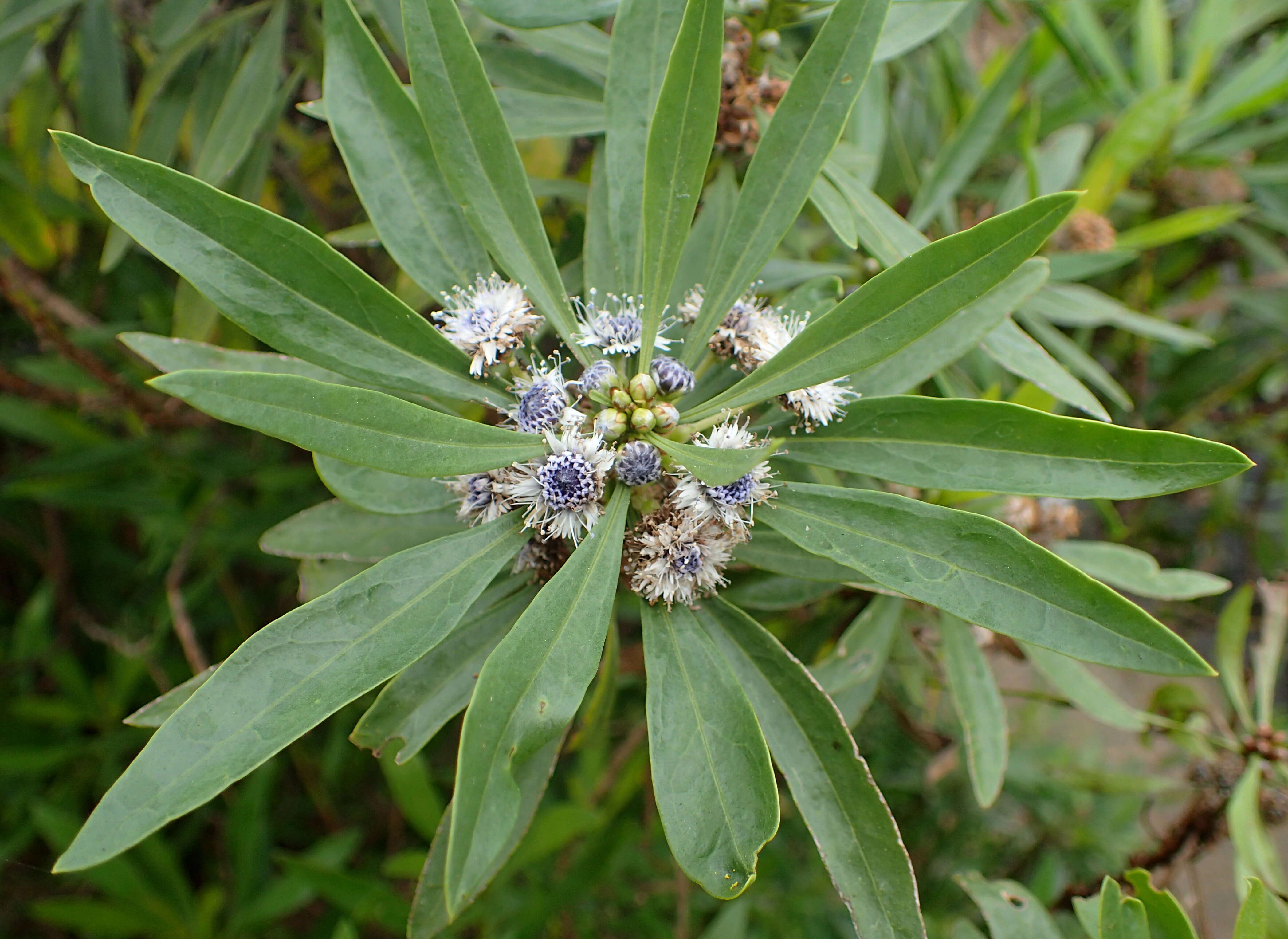 Image of Globularia salicina Lam.