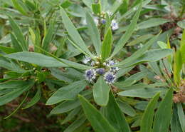 Image of Globularia salicina Lam.