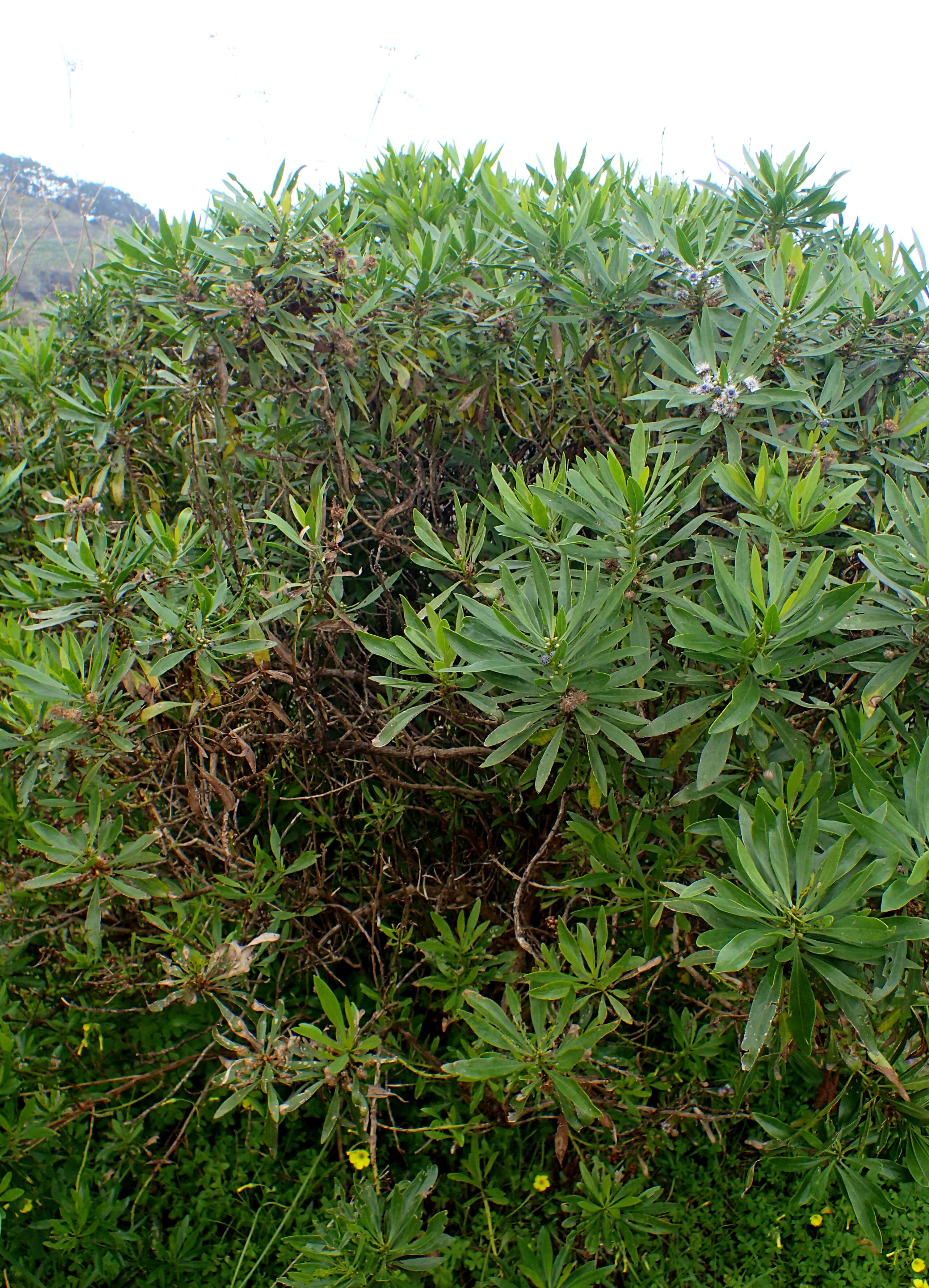 Image of Globularia salicina Lam.