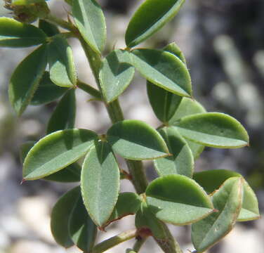 Image of Indigofera porrecta Eckl. & Zeyh.