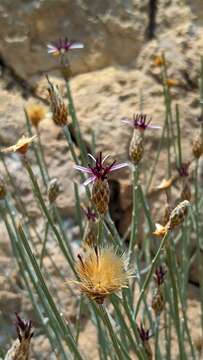 Image of Aphyllocladus spartioides Wedd.