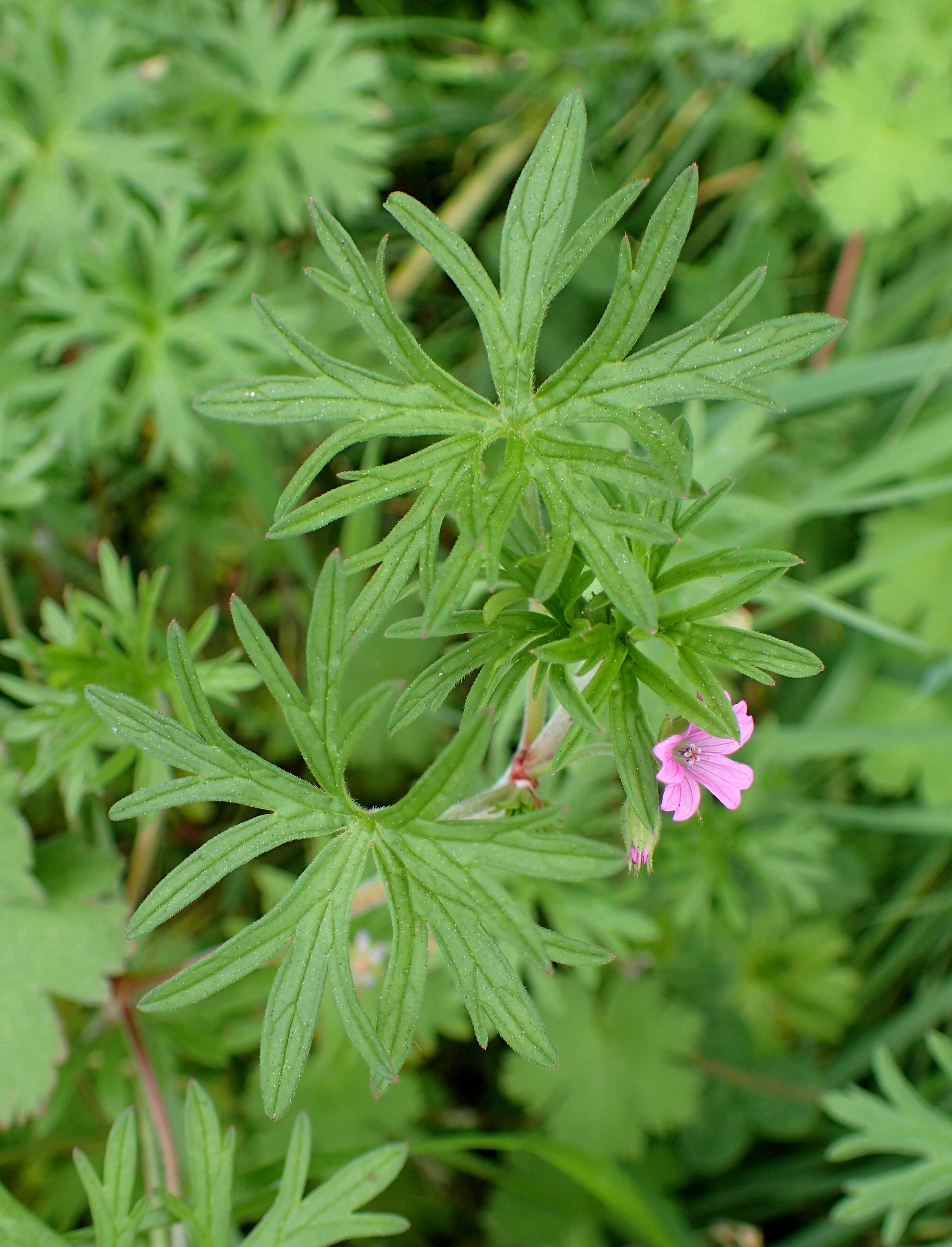 Image of cut-leaved cranesbill