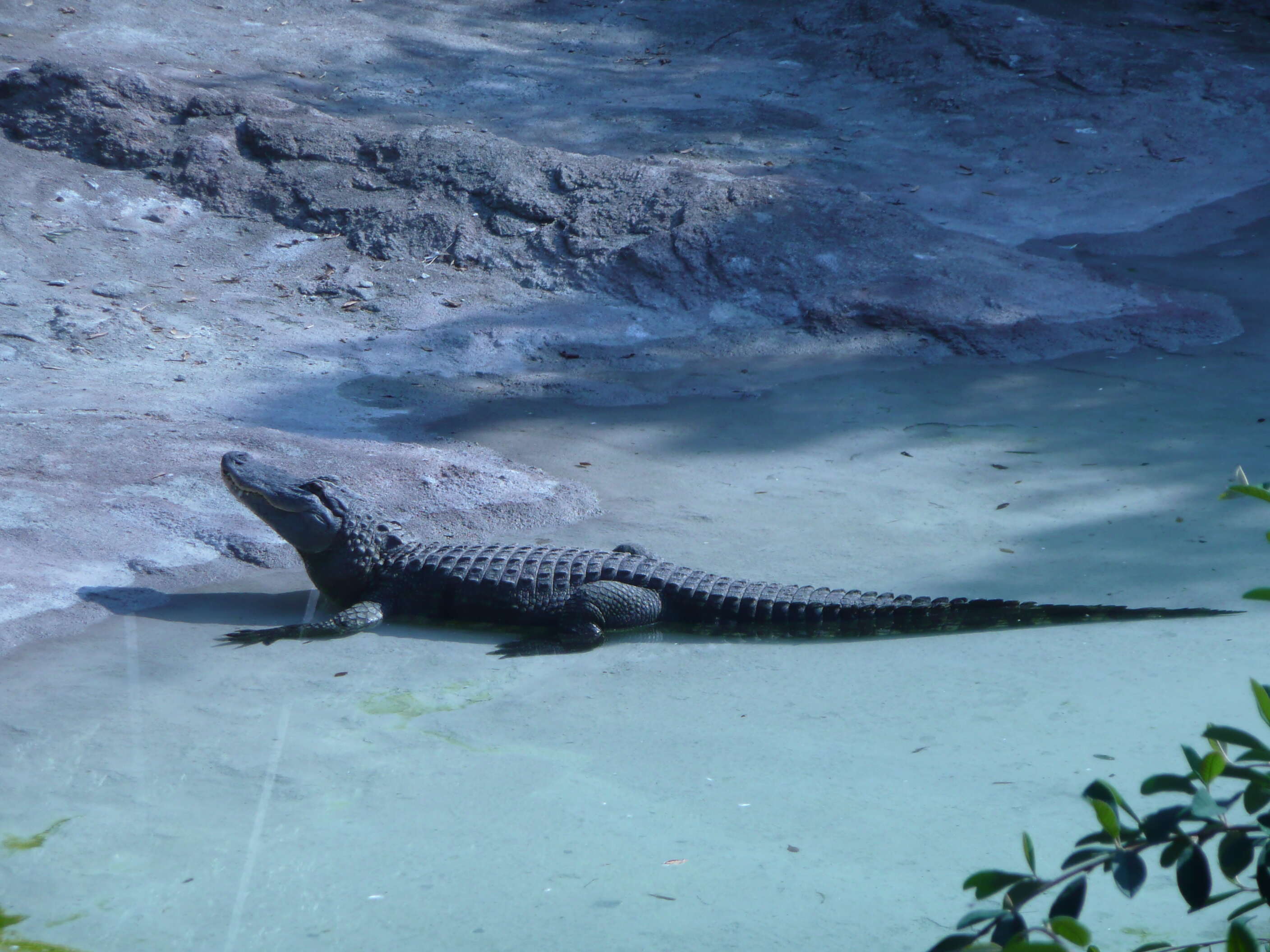 Image de Alligatoridae