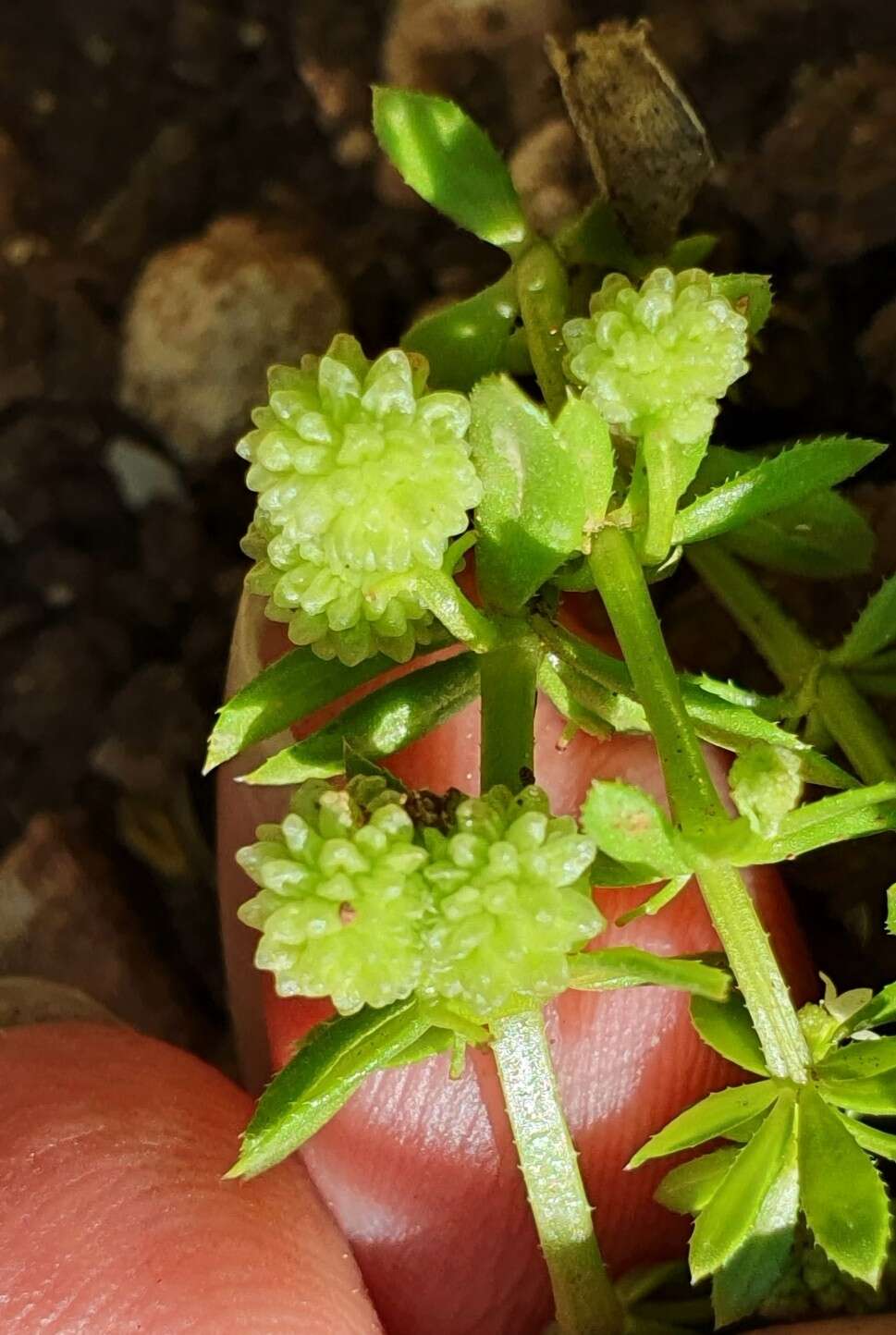 Image of warty bedstraw