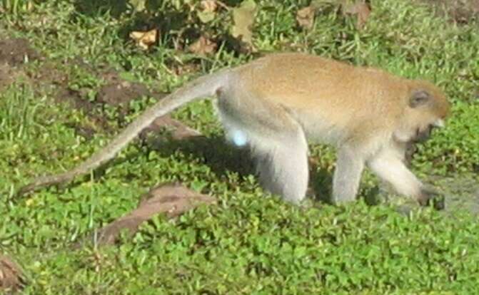 Image of Vervet Monkey