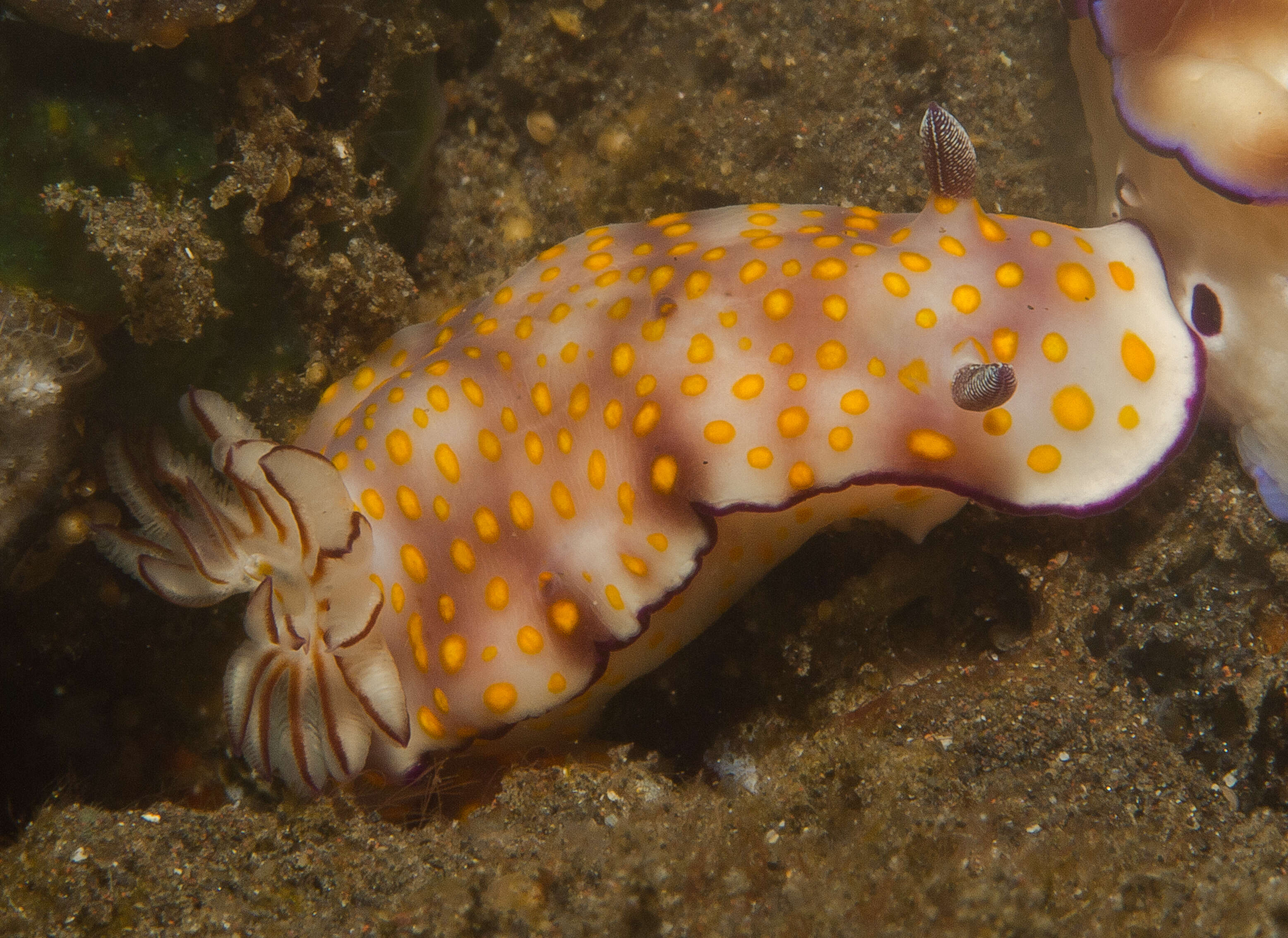 Sivun Hypselodoris Stimpson 1855 kuva