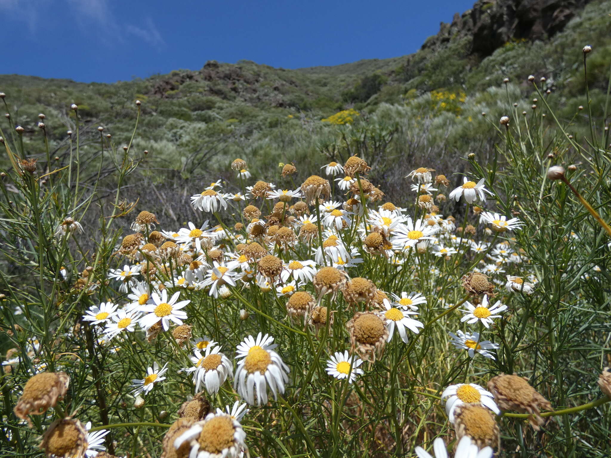 Image of Argyranthemum gracile Sch. Bip.