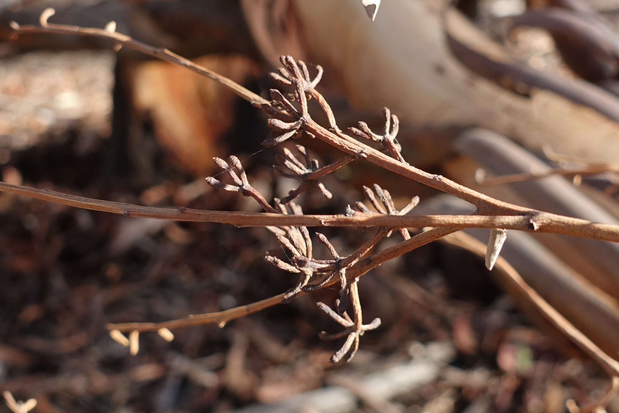 Image of sugargum