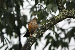 صورة Turdus abyssinicus Gmelin & JF 1789