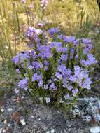 Image of Heliophila dregeana Sond.