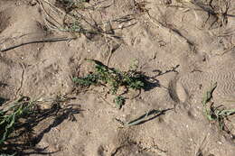 Image of Verbascum pinnatifidum Vahl