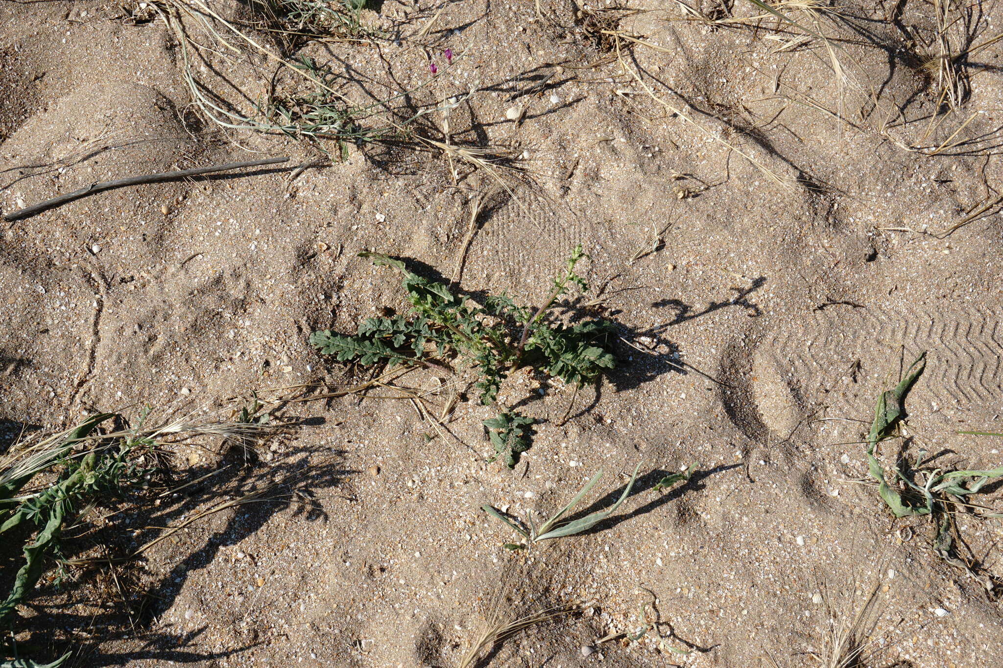 Image of Verbascum pinnatifidum Vahl