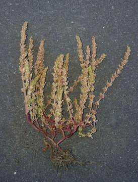 Image of Crassula colligata subsp. colligata