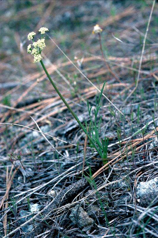 Image of Engelmann's desertparsley