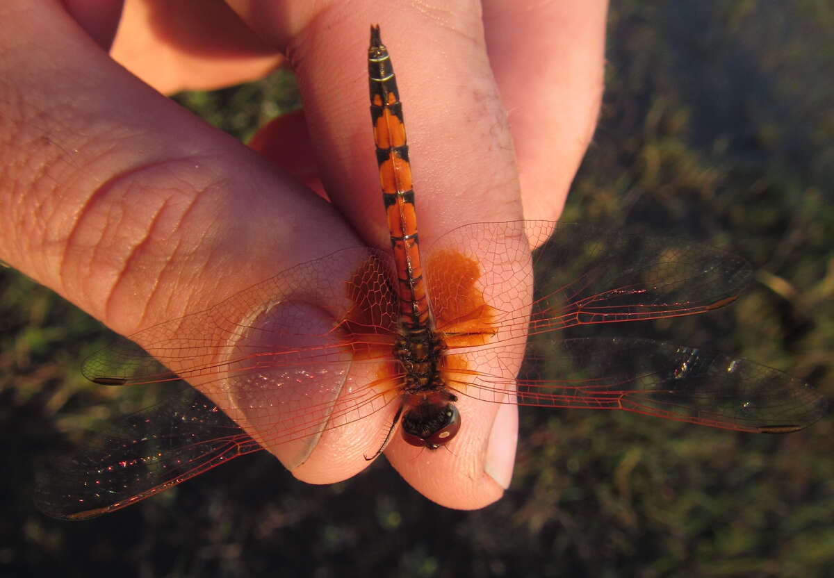 Image of Trithemis monardi Ris 1931