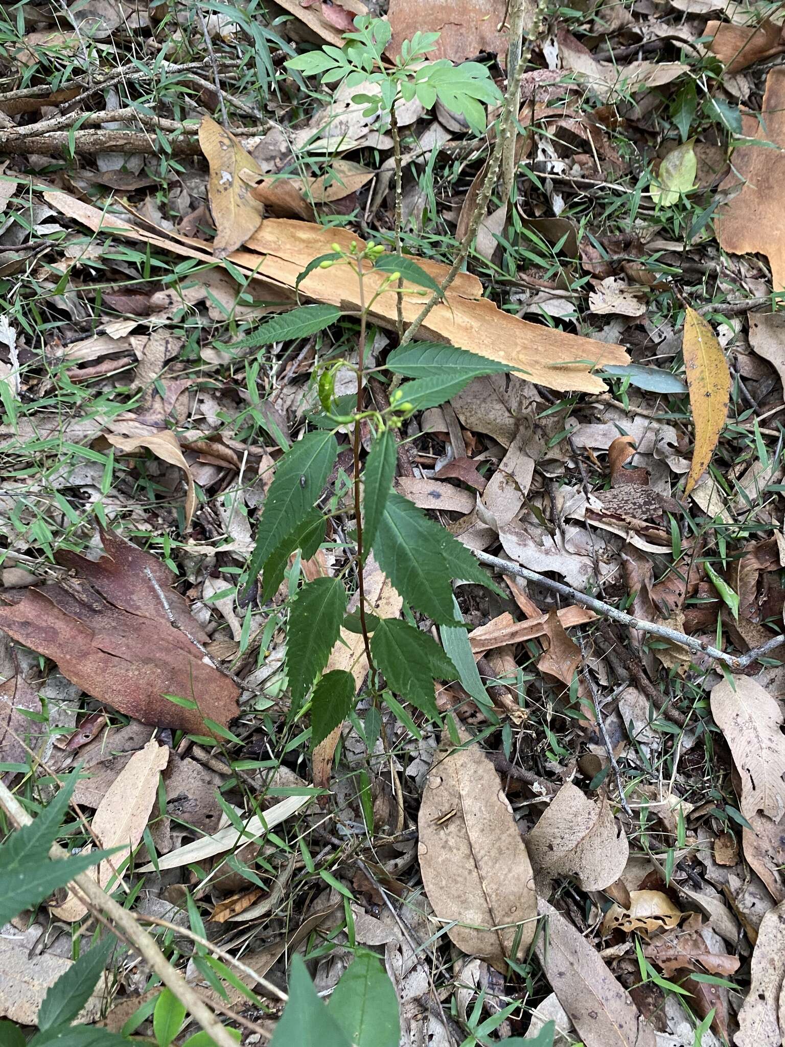 Image of Corchorus cunninghamii F. Müll.