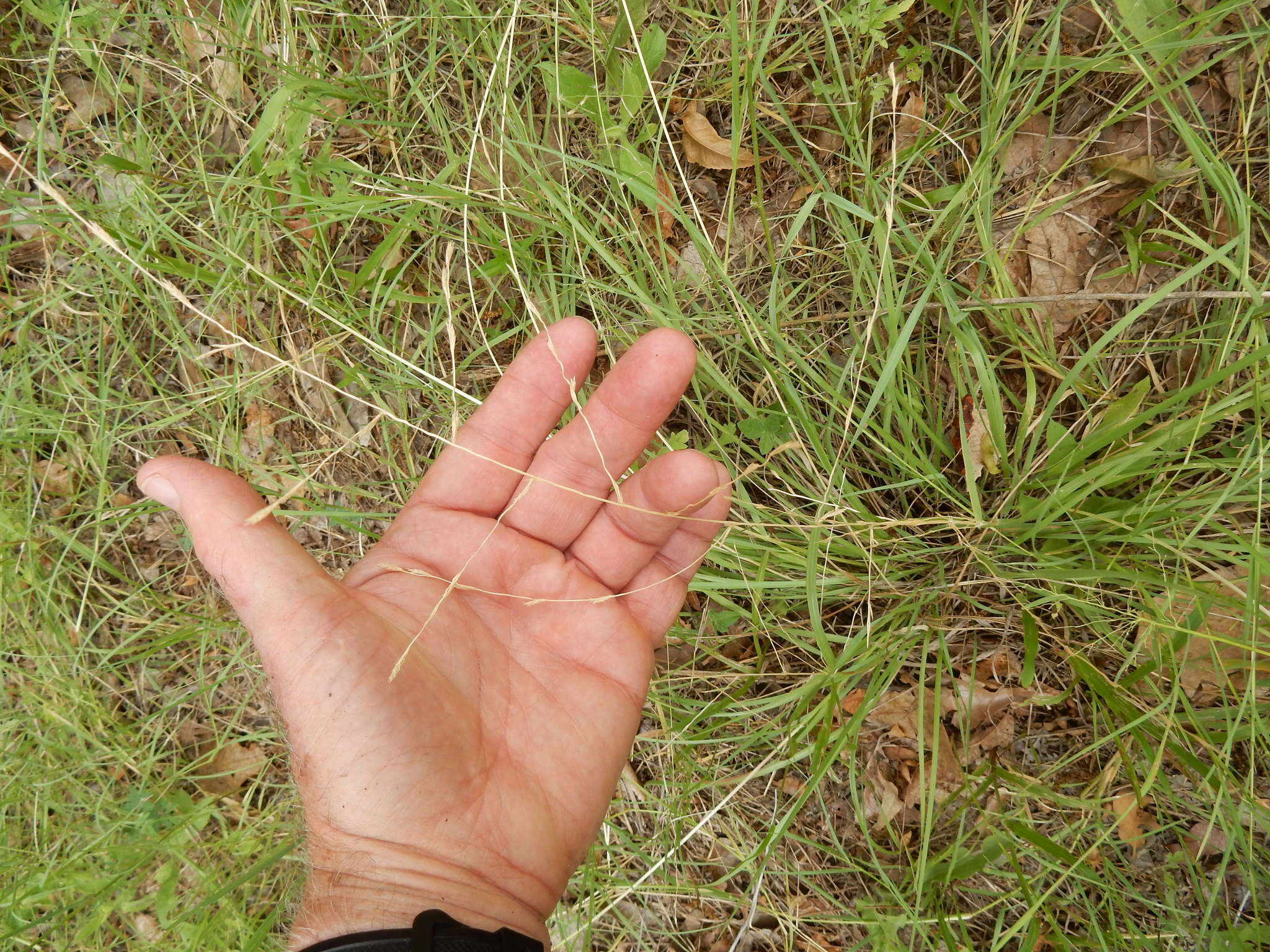 Image of tumble lovegrass