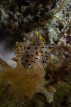 Image of Sea slug