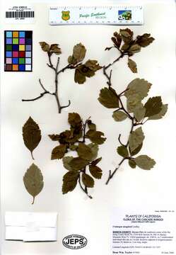 Image of black hawthorn