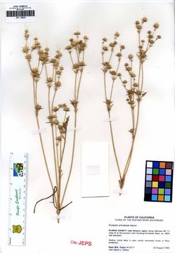 Image of California eryngo