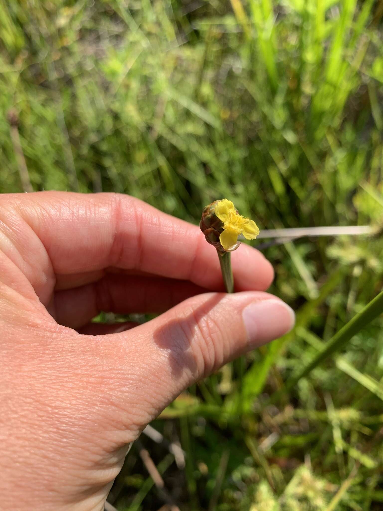 Image of irisleaf yelloweyed grass