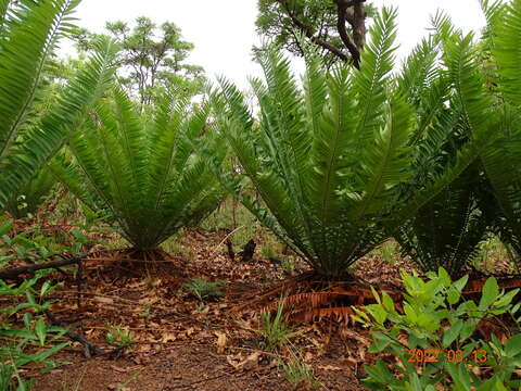 Image of Nile Cycad