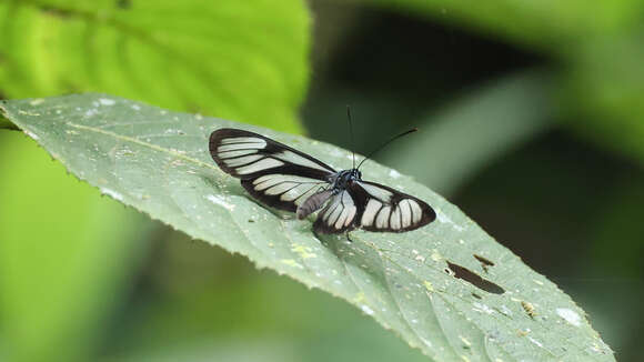 Image of Ithomia lagusa Hewitson 1855