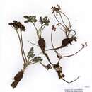 Image de Lomatium roseanum A. Cronquist
