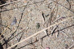 Image of Twelve-spotted Tiger Beetle