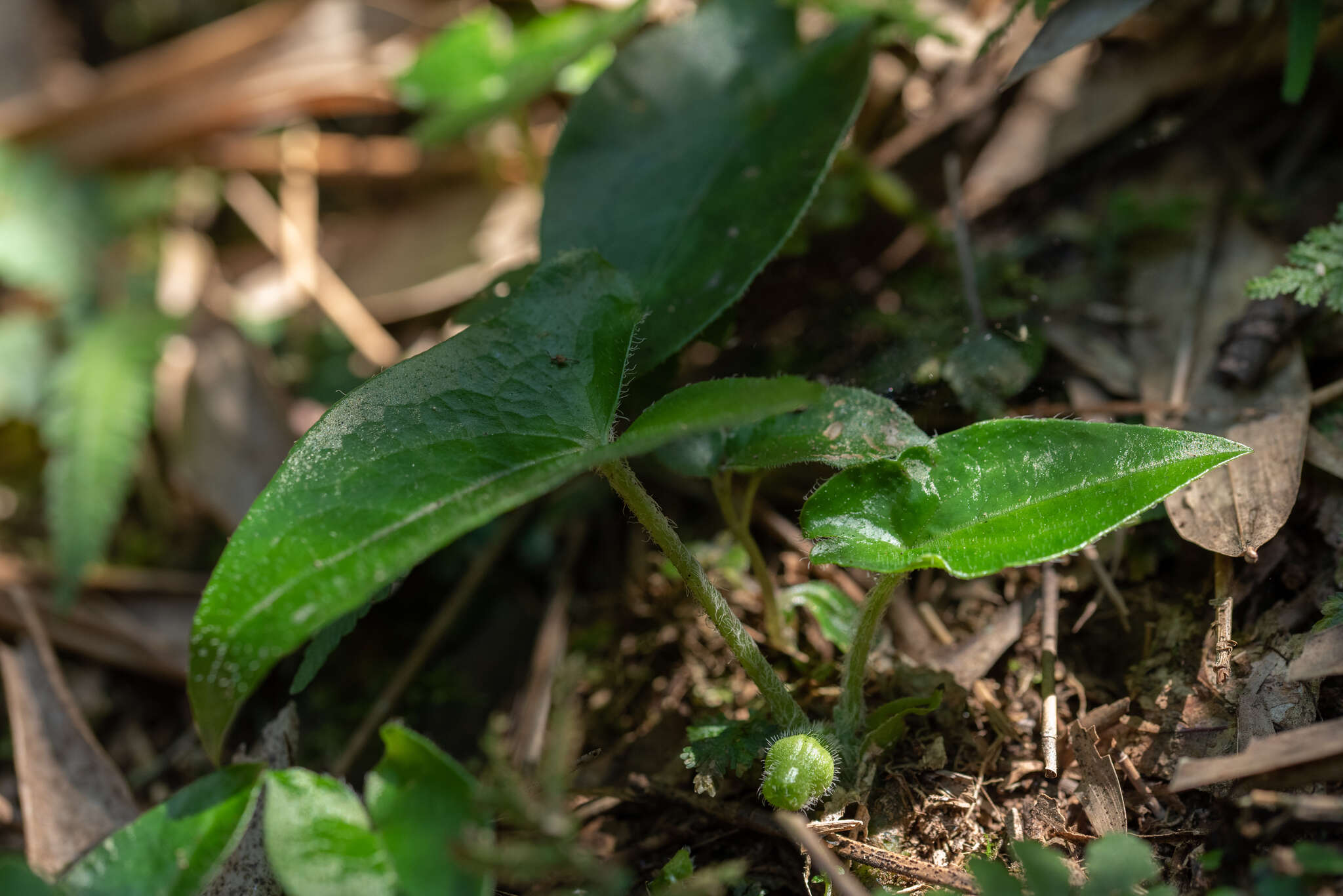 Imagem de Asarum caudigerum Hance