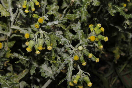 Image of Golovinomyces fischeri (S. Blumer) U. Braun & R. T. A. Cook 2009