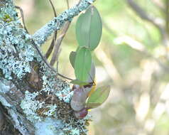 Image of Epidendrum marmoratum A. Rich. & Galeotti