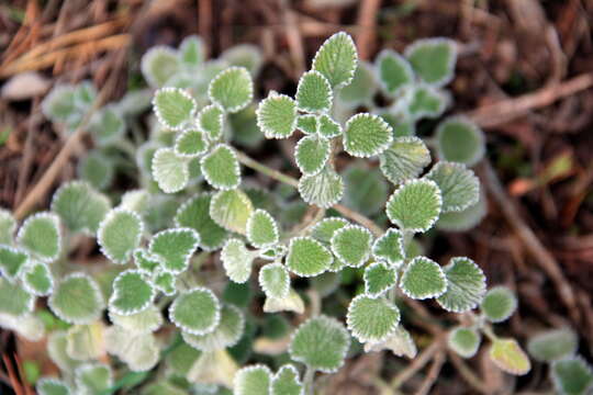 Image of horehound