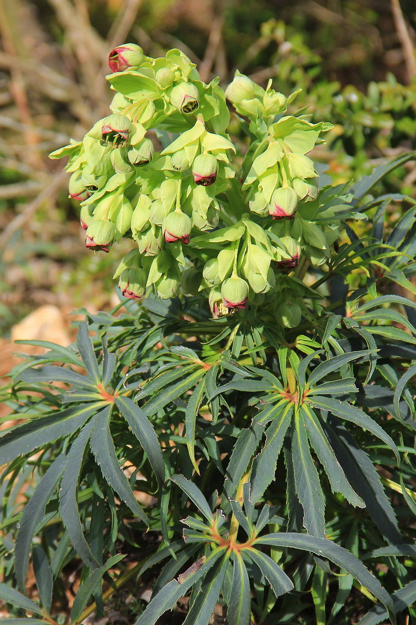 Image of Stinking Hellebore