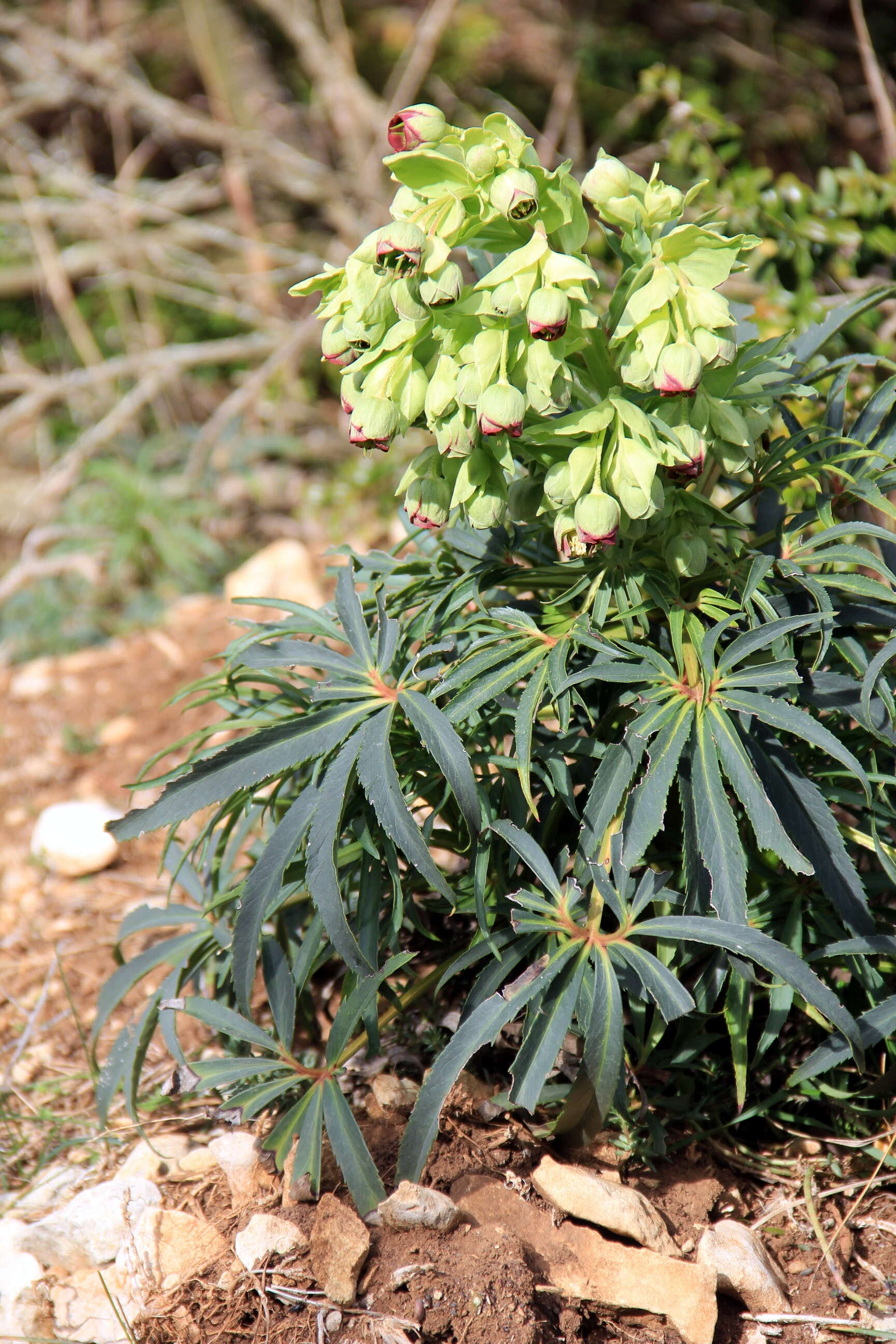 Image of Stinking Hellebore