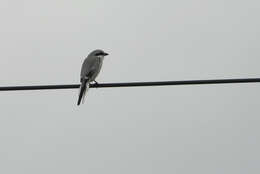 Image of Chinese Grey Shrike