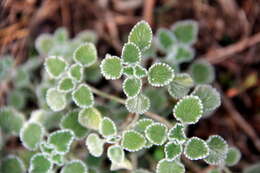 Image of horehound