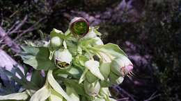 Image of Stinking Hellebore