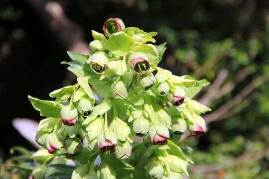 Image of Stinking Hellebore