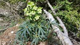 Image of Stinking Hellebore